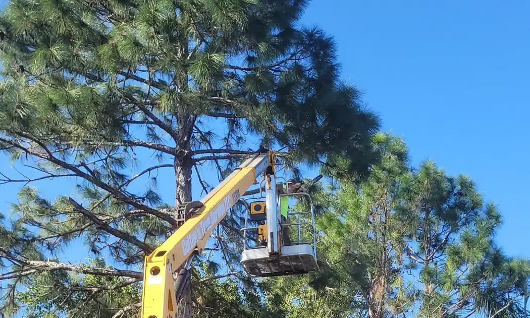 Colton's Tree Service crew member working high in a palm tree in Palm City, Florida