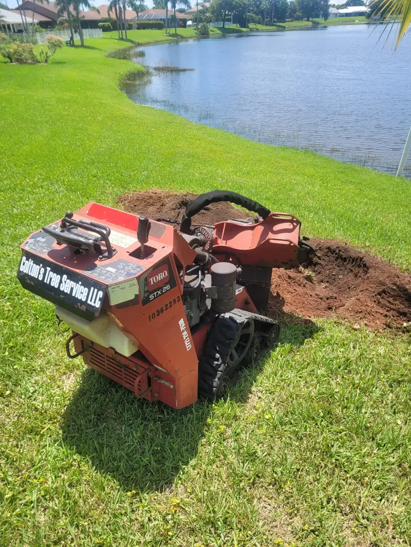 Stump grinding work in progress on a removed tree stump in Port St. Lucie, Florida